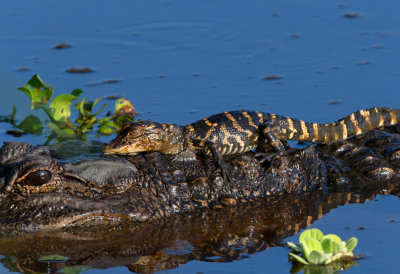 American Alligator with Babies