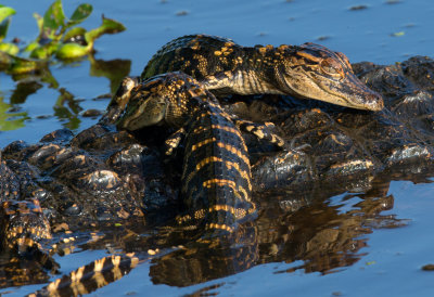 American Alligator with Young