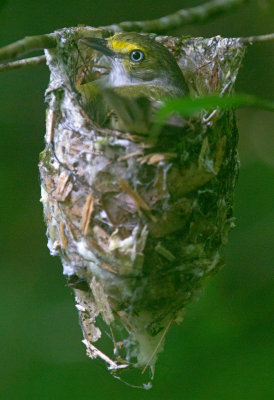 White Eyed Vireo on Nest