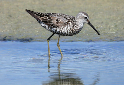 Stilt Sandpiper