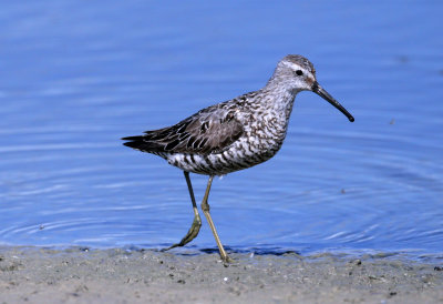 Stilt Sandpiper