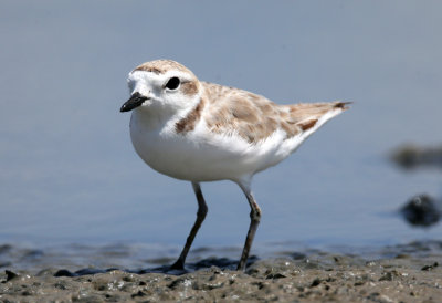 Snowy Plover