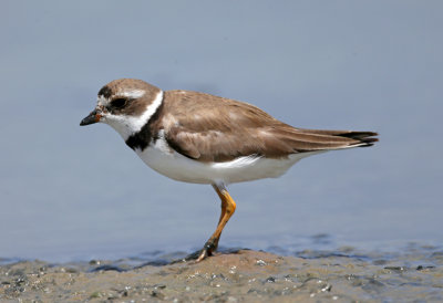 Semipalmated Plover