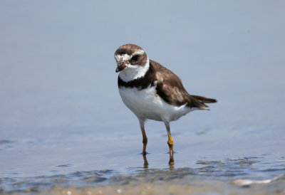 Semipalmated Plover