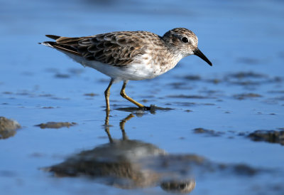 Least Sandpiper