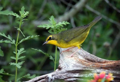 Kentucky Warbler (fall)