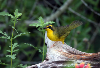 Kentucky Warbler (fall)