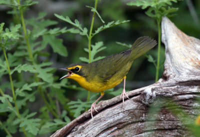 Kentucky Warbler (fall)