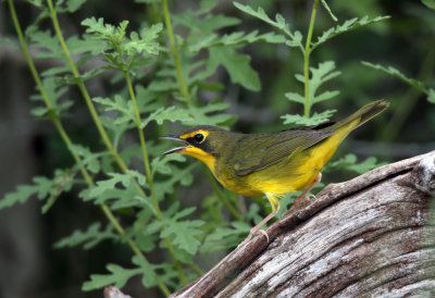 Kentucky Warbler (fall)