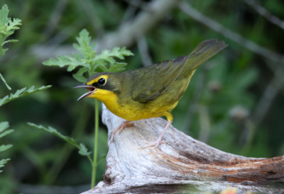 Kentucky Warbler (fall)