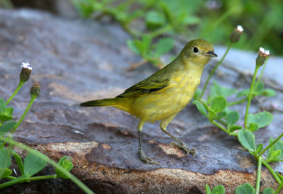 Yellow Warbler (fall)