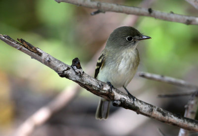 Alder Flycatcher