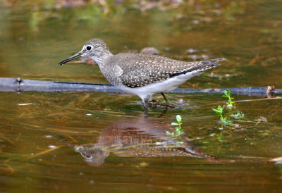 Solitary Sandpiper