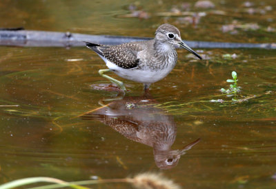 Solitary Sandpiper