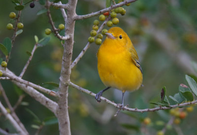 Prothonotary Warbler (fall)