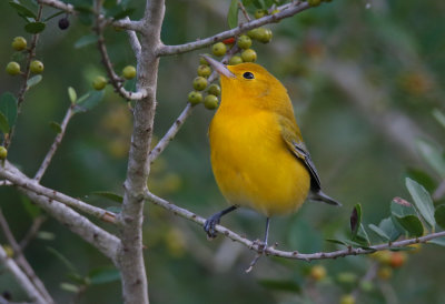 Prothonotary Warbler (fall)