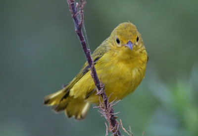Yellow Warbler (fall)