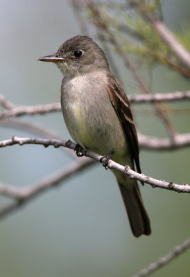 Eastern Wood-Pewee