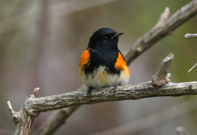 American Redstart