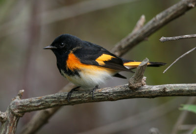 American Redstart