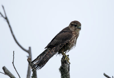 Merlin