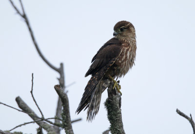 Merlin