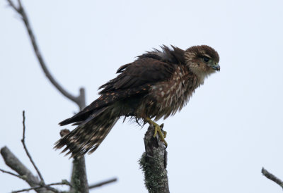Merlin