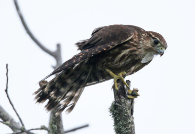 Merlin
