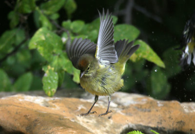 Orange Crowned Warbler showing Crown