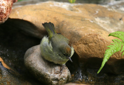 Orange Crowned Warbler showing Crown