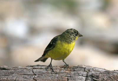 Lesser Goldfinch (juvenile)