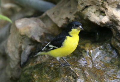 Lesser Goldfinch