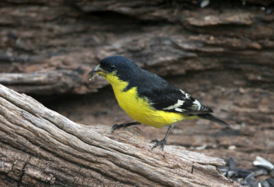 Lesser Goldfinch