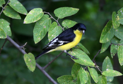 Lesser Goldfinch