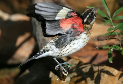 Rose Breasted Grosbeak