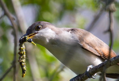 Yellow Billed Cuckoo with Caterpiller