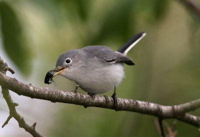 Blue Gray Gnatcatcher