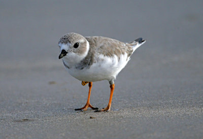 Piping Plover