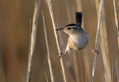 Marsh Wren