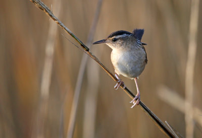 Marsh Wren