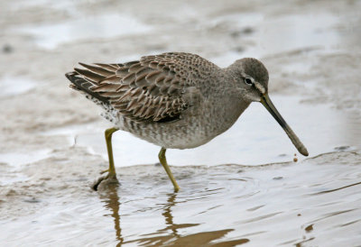 Long Billed Dowitcher