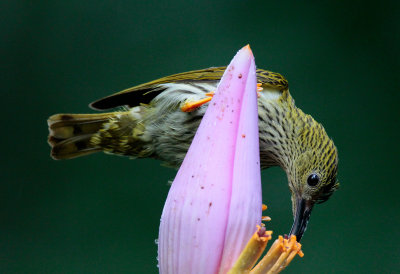 Sunbirds, Flowerpeckers and Spiderhunters of Malaysia