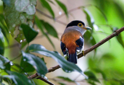 Silver Breasted Broadbill