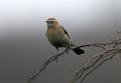 Rusty Blackbird