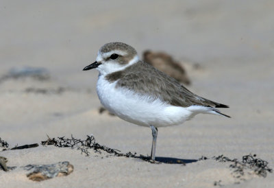 Snowy Plover