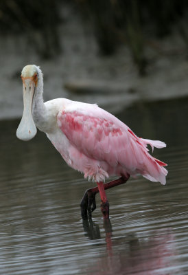 Roseate Spoonbill