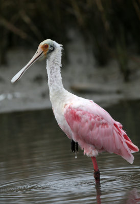 Roseate Spoonbill