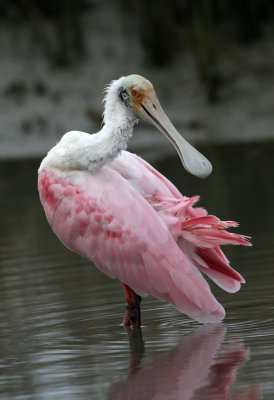 Roseate Spoonbill