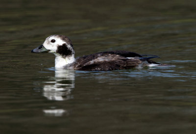 Long Tailed Duck