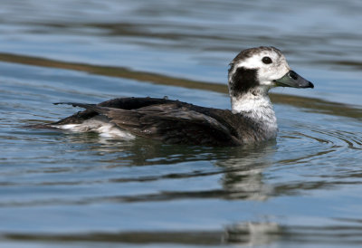 Long Tailed Duck